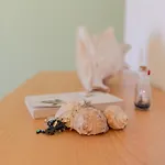 Gloria غابيتّشي ماري